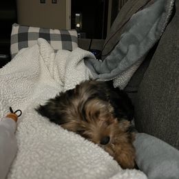 Assorted Doodle Crosses, Double Doodle, Maltipoo, Morkie, and Yorkipoo Puppies from Danza Bolo