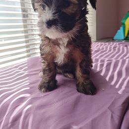 Momo - Sable female Chinese Crested puppy in San Antonio, Texas from Charming Cresteds Kennel