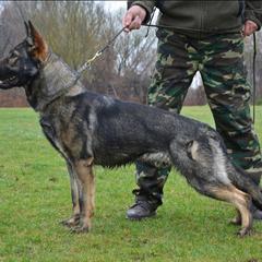 Carla - German Shepherd