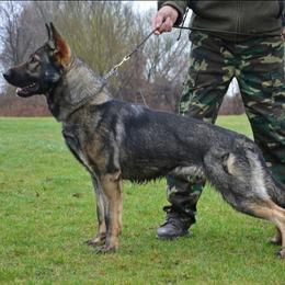 Carla - German Shepherd