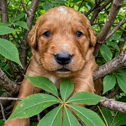 Buckeye - Dark golden male Golden Retriever puppy in Wendell, Minnesota from Floden Farm Golden Retrievers