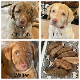 Chesapeake Bay Retriever Puppies from Bay Haven Chesapeakes