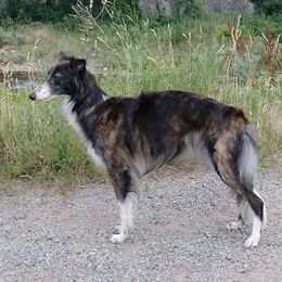 Borzoi and Silken Windhound All Grown Up from Avalon