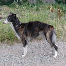 Borzoi and Silken Windhound All Grown Up from Avalon