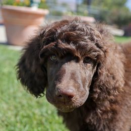 Blossom: Ready to Bloom in Your Home! 🌸 - Brown Poodle puppy in Hesperia, California from HD Poodles
