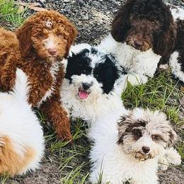 Goldendoodles from Paradise Coast Doodles