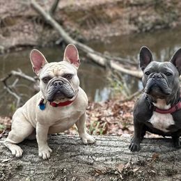 French Bulldogs from Russian Roulette Frenchies