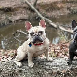 French Bulldogs from Russian Roulette Frenchies