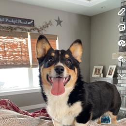 Stella - Black and tan female American Corgi puppy in Oxford, Iowa from Burns Corgis