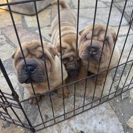 Girl 2 - Red fawn female Chinese Shar-Pei puppy in Fairfield, Texas from Majesty SharPei