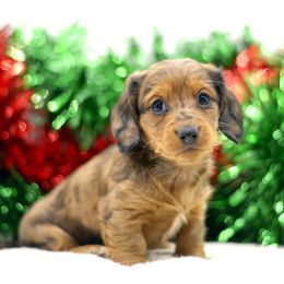 Dachshund Puppies from Tinker Toy Doxies