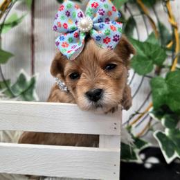 Nilla - Gold female Morkie puppy in Monticello, Iowa from Ashley’s Puppies