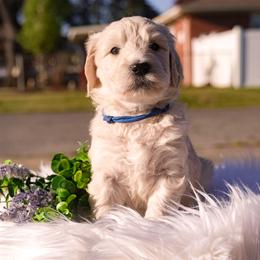Helios - Cream male Goldendoodle puppy in Portsmouth, Virginia from Hopping Howlers Ranch