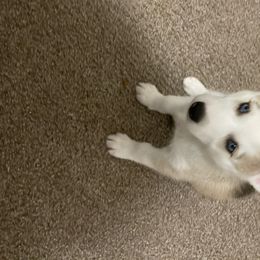 Siberian Husky Puppies from Double Trouble Huskies