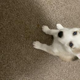 Siberian Husky Puppies from Double Trouble Huskies