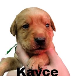 Kayce - Yellow male Labrador Retriever puppy in Sidney, Nebraska from Nebraska Strong Labradors