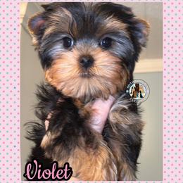 Violet - Black and tan female Yorkshire Terrier puppy in London, Kentucky from Soto Yorkies