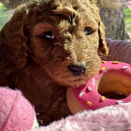 Roxy - Red  Goldendoodle puppy in Rancho Murieta, California from Caryn’s classy doodles
