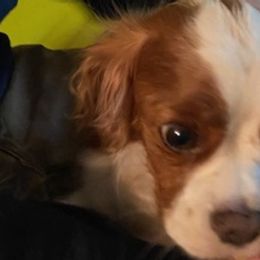 Cavalier King Charles Spaniels from Lori Van Doorn's Cavalier King Charles Spaniel