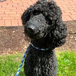 Echo - Poodle