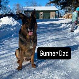 Gunner - German Shepherd
