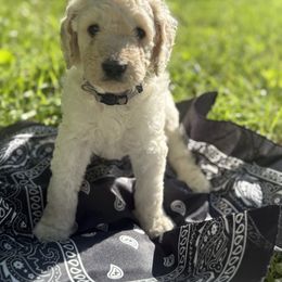 Goldendoodle Puppies from Southern Grace Acres
