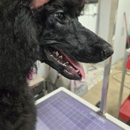 Percy - Black male Poodle puppy in Keats, Kansas from Little Apple Standard Poodles