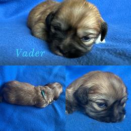 Vader - Red gold male Lhasa Apso puppy in Cincinnati, Ohio from Shangri-La Lhasa Apsos
