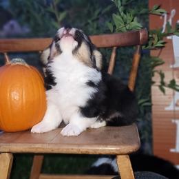 Pembroke Welsh Corgi Puppies from Top-Notch Paws