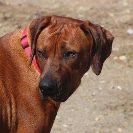 Nala - Rhodesian Ridgeback