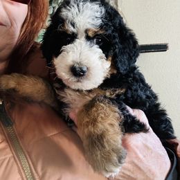 Ruger - Tri-color male Bernedoodle puppy in Saint Francis, Kansas from Land of Oz Doodles