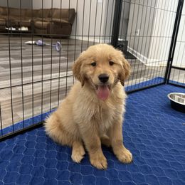 Golden Retriever Puppies from Upstate Revival Retrievers