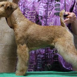 Cagney - Lakeland Terrier