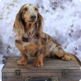 Sarah - Dachshund