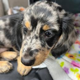 Joe - Dapple male Dachshund puppy in Harriet, Arkansas from B&K Dachshunds