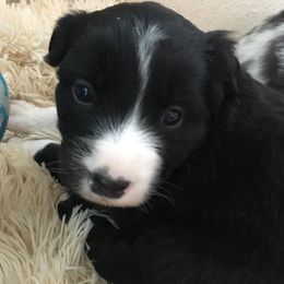 Australian Shepherd Puppies from Hammer Aussies