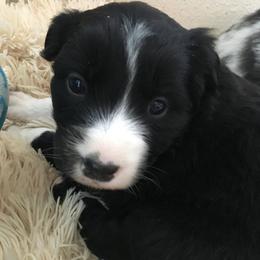 Australian Shepherd Puppies from Hammer Aussies