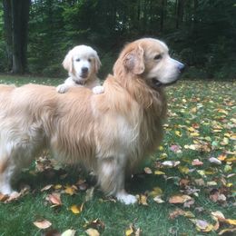 Golden Retriever All Grown Up from Winterview Golden Retrievers