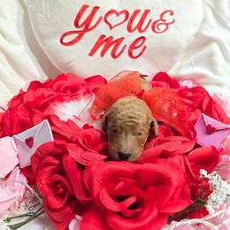 Billy - Red  male Goldendoodle puppy in Georgetown, Tennessee from Georgetown Designer Puppies