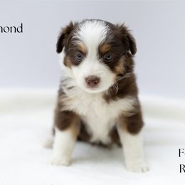 Almond - Red tri female Miniature Australian Shepherd puppy in Wooster, Ohio from Kari's Mini Aussies