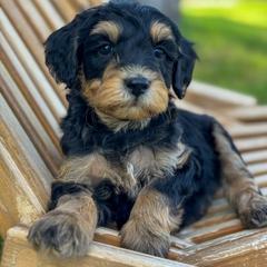 Bernedoodle, Goldendoodle, and Golden Mountain Doodle Puppies from Magic Valley Family Doodles