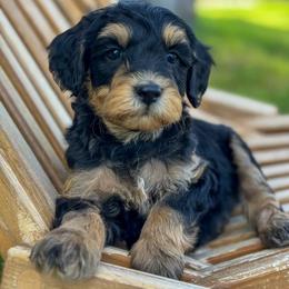 Bernedoodle, Goldendoodle, and Golden Mountain Doodle Puppies from Magic Valley Family Doodles