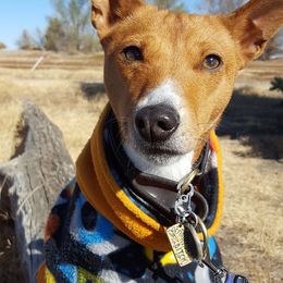 Basenjis from Saorsa Basenjis