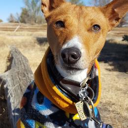 Basenjis from Saorsa Basenjis