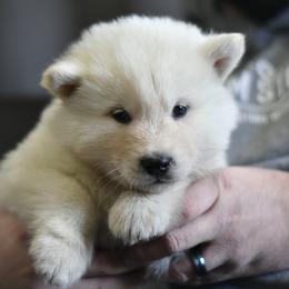 Alaskan Malamute Puppies from North Shore Alaskan Malamutes