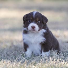 Sweet Potato - Red tri-color female Miniature American Shepherd puppy in Stephenville, Texas from Diamond H Aussies