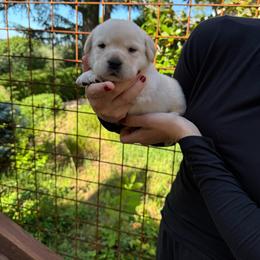 Willow - Yellow female Labrador Retriever puppy in Auburn, California from Gold Country Chihuahuas
