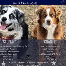Miniature Australian Shepherd puppies from TK Standard, Mini, & Toy Aussies