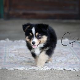 Bean - Black tri male Miniature Australian Shepherd puppy in Prague, Oklahoma from Clay Creek Aussies