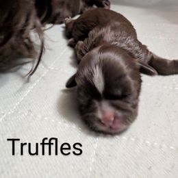 Shih Tzu Puppies from Sweetz Kennelz